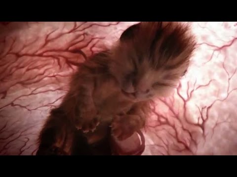 Tablettát adott a macskának férgek számára - Helminták fejlődési ciklusa