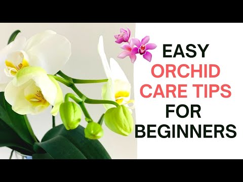 , title : 'Phalaenopsis orchid care for beginners | How to water & repot indoor orchids 🌺