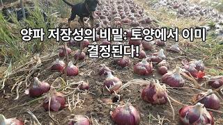 적양파 재배 18-12 "양파 저장성의 비밀" [이장집 에너지 농법] 811.#farming