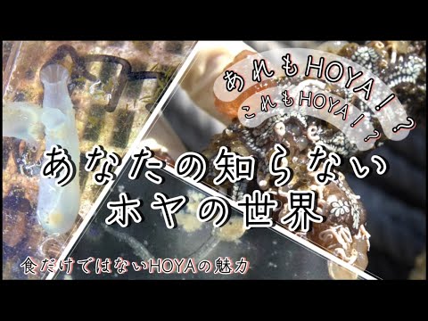 ホヤ研究って何なの？！ーあなたの知らないホヤの世界ー【博士学生・研究 紹介】
