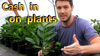 Make Money with Plants in Your Backyard | Rooting and Selling Cuttings