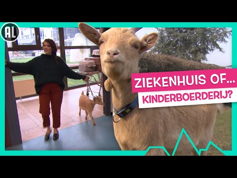 MET EEN GEIT IN HET ZIEKENHUIS! - TOPDOKS