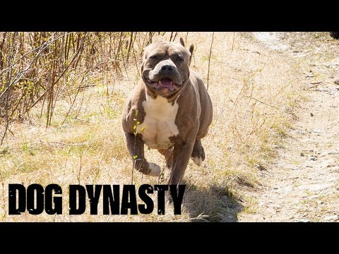 Hail Hercules – The Son Of Hulk! | DOG DYNASTY Video