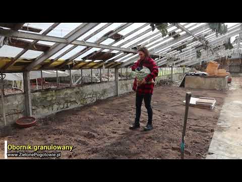 Jak przygotować ziemię w szklarni pod uprawę pomidorów i papryki