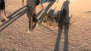 cachorros terra de gossos