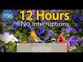 12 Hours Of Chirping Birds Spring Flowers Uninterrupted Cat TV Bird Noise Background