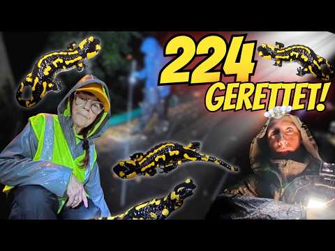 224 fire salamanders rescued – rescue night in the rain