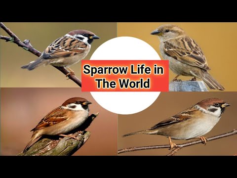 The life of indian sparrow 4k video with relexing music