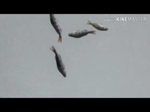 Pilkillä Lappajärvellä