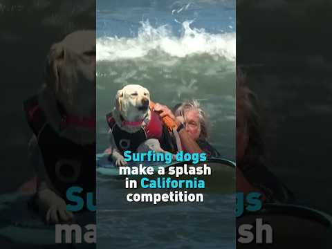 Surfing dogs make a splash in California competition