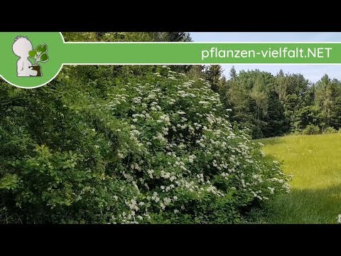 Gewöhnlicher Schneeball - XL Model - 13.05.18 - Bäume (Blüten) bestimmen