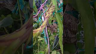 Desert King Dragon Fruit is about to bloom