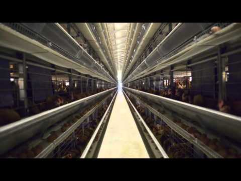 OMAZ Italy - SAUVE OEUF | cage poules pondeuses