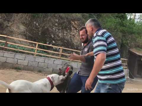 Dogo Argentino vs cane corso
