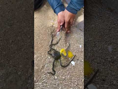 You Won’t Believe What’s Hiding Under the Sand! 😱🏖️