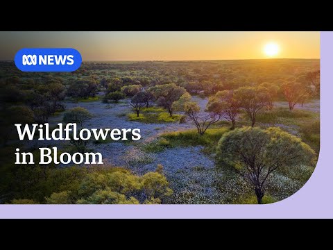 Late rain makes WA desert bloom with wildflowers | ABC NEWS