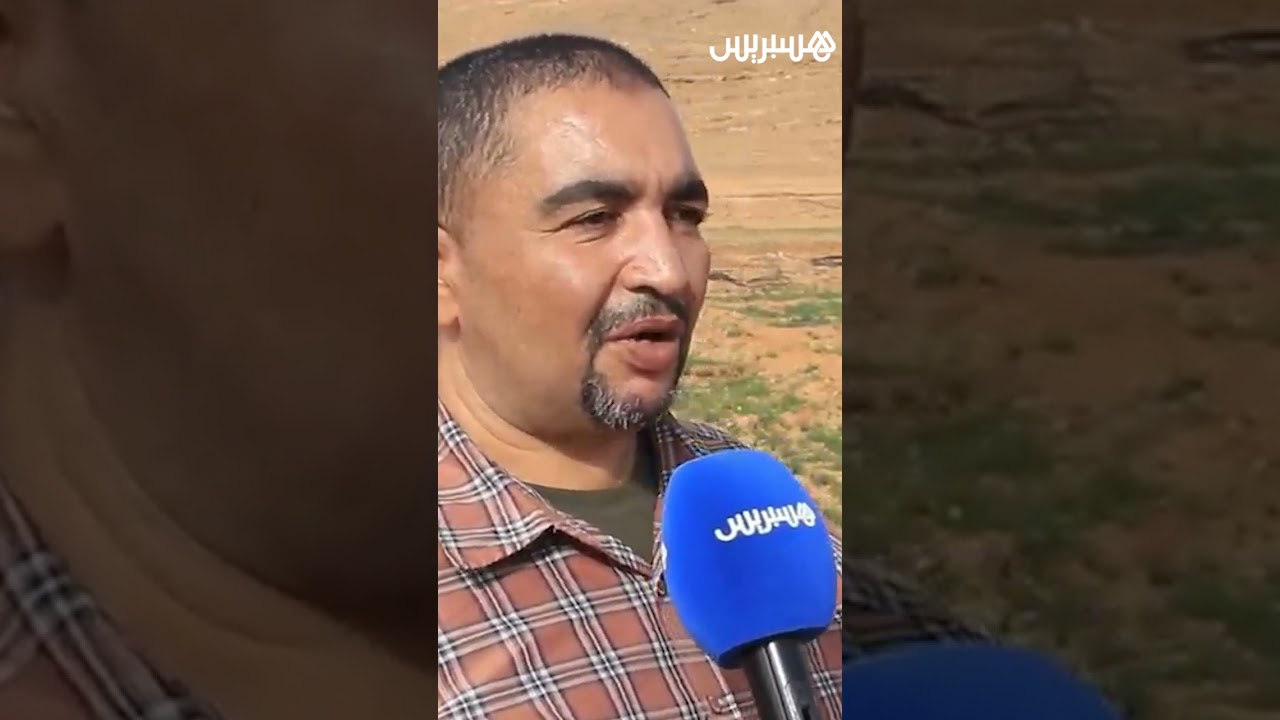 موسم  الذهب الأحمر .. مزارعو تاليوين يبدأون موسم جني الزعفران thumbnail