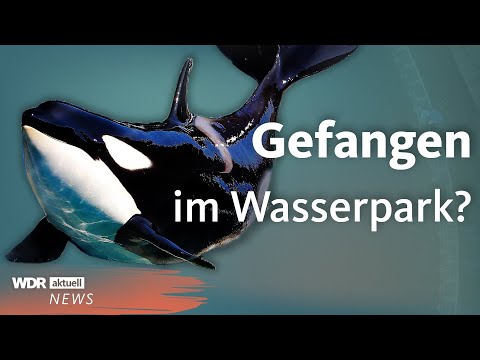 Orcas und Delfine zurückgelassen: Aufnahmen aus Marineland in Frankreich | WDR Aktuelle Stunde