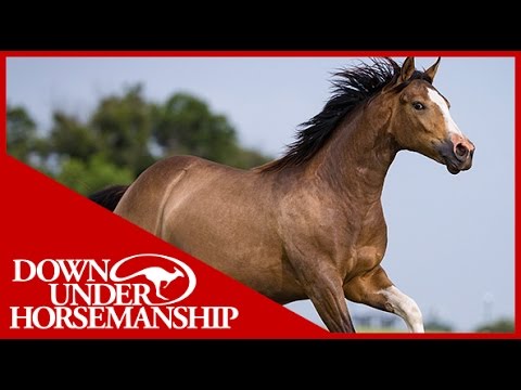 Clinton Anderson: Visiting Standlee Premium Western Forage - Downunder Horsemanship