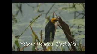 preview picture of video 'Aripo Trincity Birding Visit'