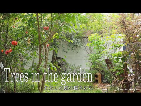  Pennisetum setaceum rubrum – 庭で観賞用の多年草を育てる方法  庭園