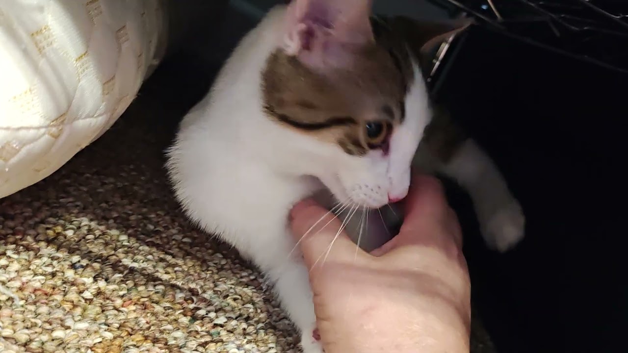 Enlarge Tirian, a ADOPTABLE Domestic Short Hair in Springfield, PA video 6/6