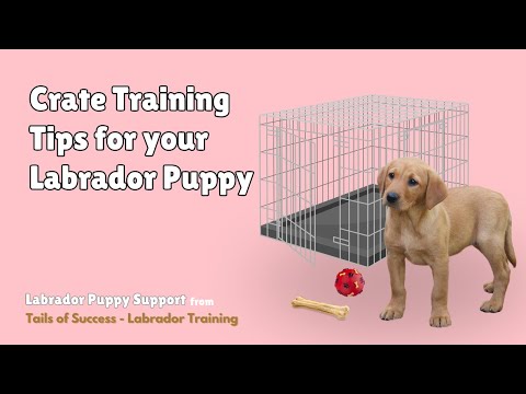 Crate Training Tips for your Labrador Puppy