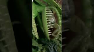 les plantes mangent la grenouille 🤯🤯🤯🤯