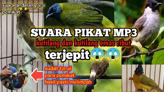 Download lagu Suara pikat MP3 kutilang dan kutilang emas ribut terjepit😱😱 mp3