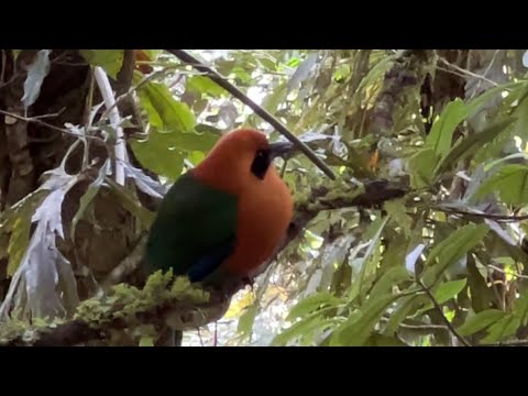 Rufous Motmot