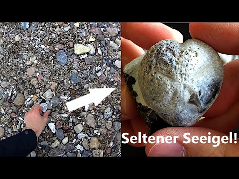 Zwei fantastische Steine! Fossilien suchen an der Ostsee #7