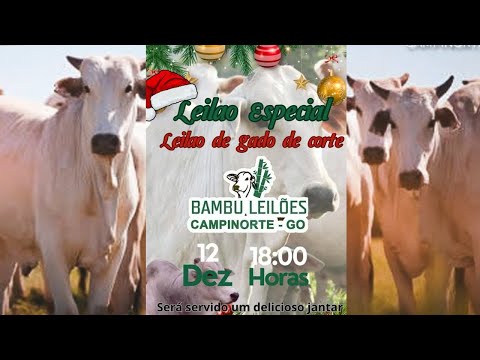 LEILÃO ESPECIAL BAMBU LEILÕES   -  CAMPINORTE - GOIÁS 12/12/2025