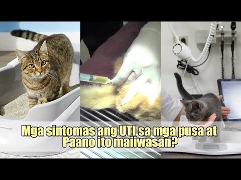 Mga sintomas ang UTI sa mga pusa at Paano ito maiiwasan?