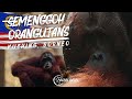 SEMENGGOH ORANG UTAN CENTRE Kuching Borneo Malaysia