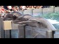 Dolphin Adventures Full Show SeaWorld Orlando November 9 2021