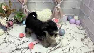 ハーフ犬の動画01