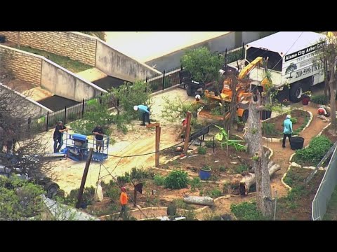 Young girl from Troy hospitalized after tree falls at San Antonio Zoo, GoFundMe page set up