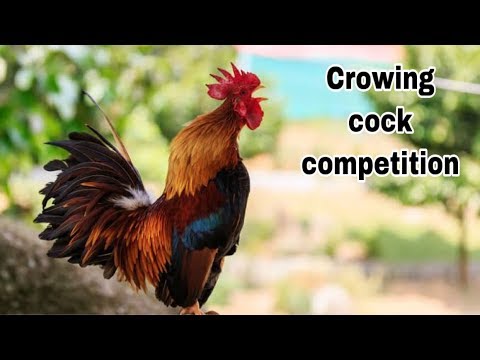 Rooster Crowing Compilation Plus - Rooster crowing sounds Effect 2019