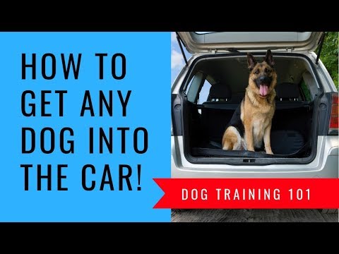 YouTube video about: Why won't my dog get out of the car?