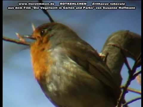 Das Rotkehlchen in Gärten und Parks - Erithacus rubecula