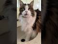 Fabulous Cat Demands Drink At The Sink Catsdailylife