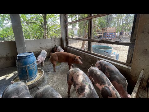 EMBARQUE DE SUÍNOS SNL PARA OS ESTADOS DO MARANHÃO E PIAUÍ 