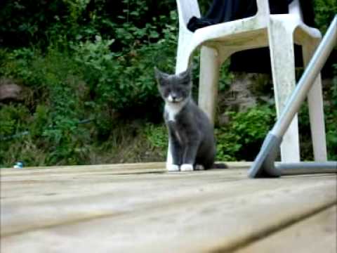 download lagu mp3 mp4 Bondkattungar Till Salu, download lagu Bondkattungar Till Salu gratis, unduh video klip Bondkattungar Till Salu