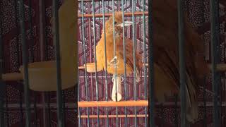 Download lagu Burung Cucak Emas Papua atau Pitohui Kepala Emas gacor dor #cucakemas #pitohui #cucakpapua mp3