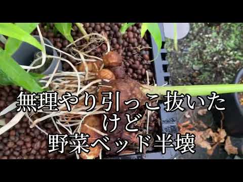 自宅で無土栽培アクアポニックス