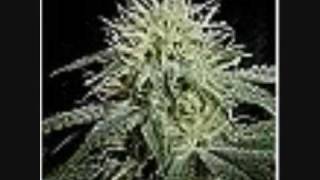 Alpha & Omega Meets Dub Judah Almighty Jah