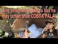 Ang Pinaghihinalaan Na Box Na May Laman Ahas COBRA PALA Cobra Naja Najaphilippinensis