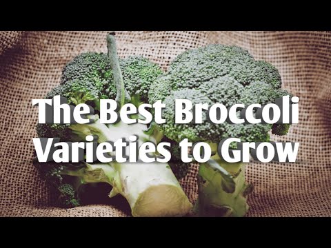 , title : 'The Best & Easiest Broccoli Varieties to grow ~ the quickest to harvest (fewest days to maturity)'