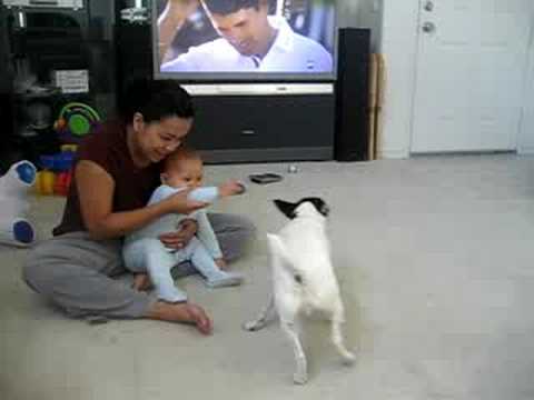 Kaylin The Dog Trainer