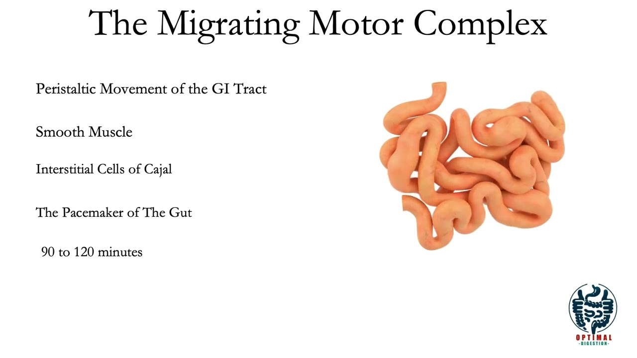 The Migrating Motor Complex